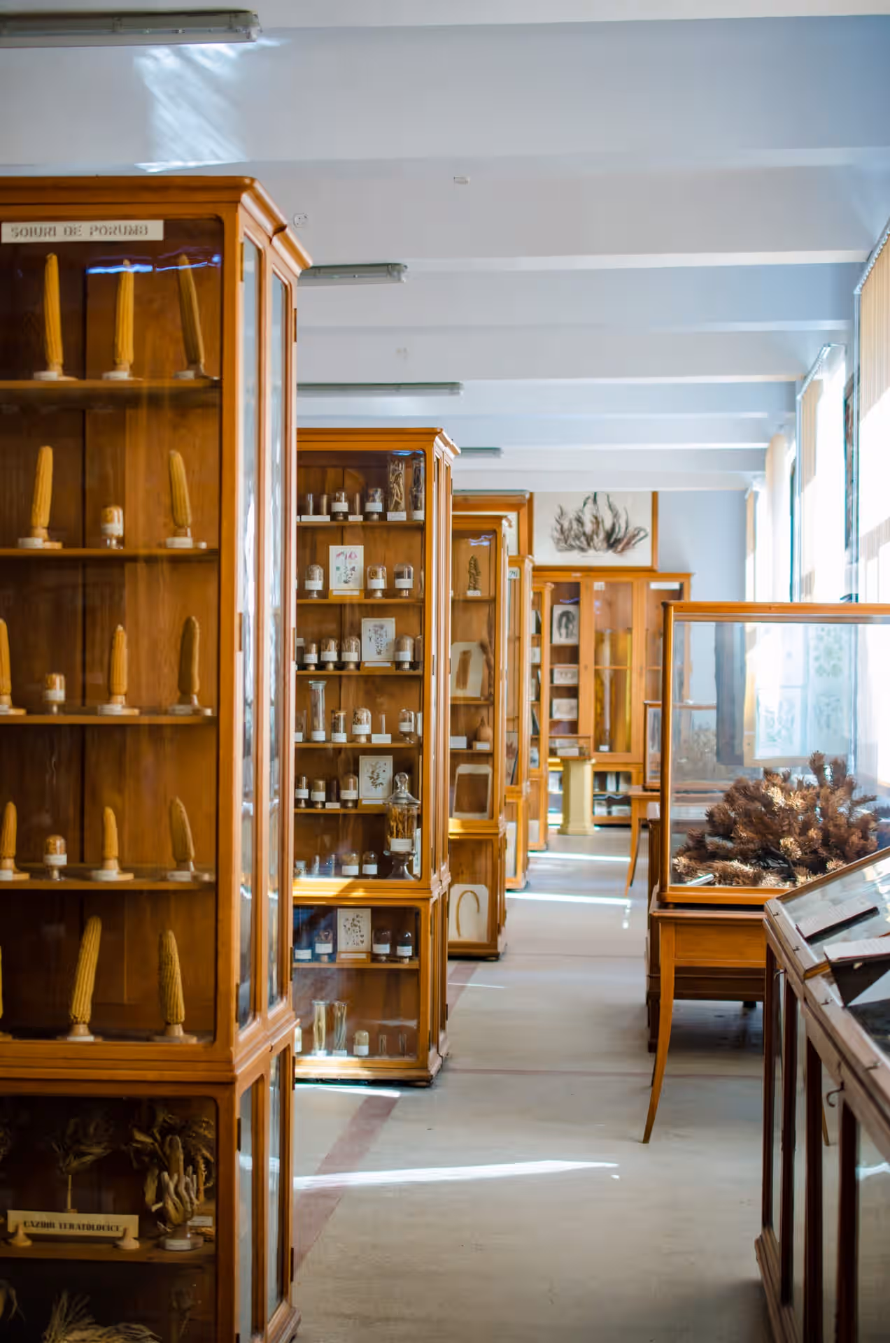 Grădina Botanică Alexandru Borza din Cluj-Napoca, România, fotografia 10
