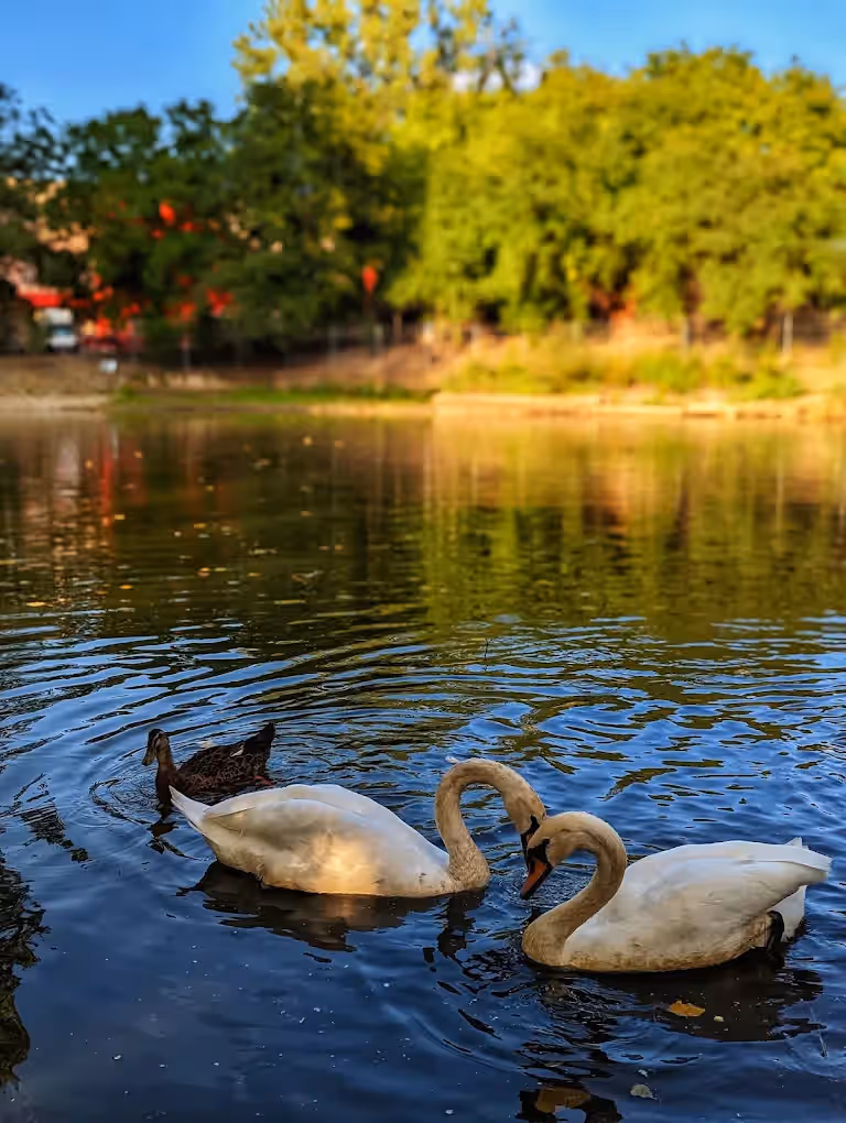 Parcul de Agrement Tătărași din Suceava, România, fotografia 4