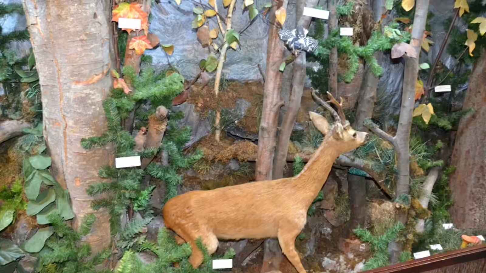 Căprior în dioramă de pădure, Muzeul Rezervației Bucegi Sinaia