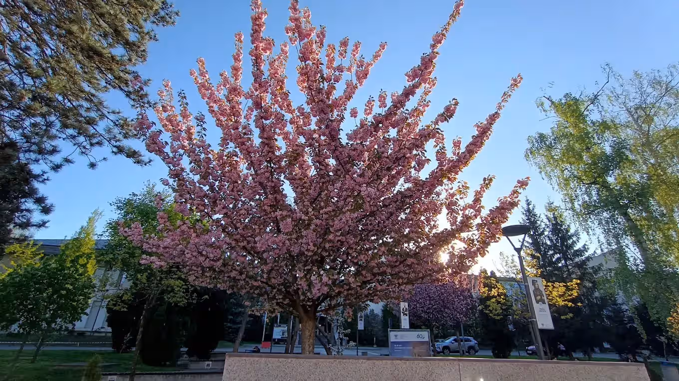 Parcul Universității Suceava din Suceava, România, fotografia 13