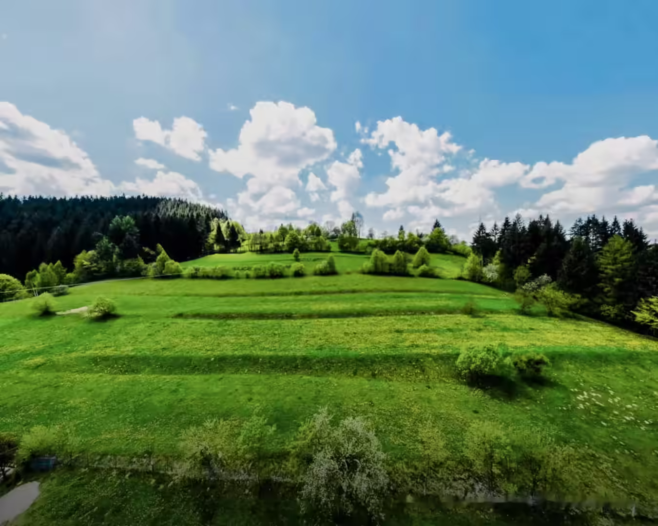 Poiană verde lângă Cabana La Bontu, Întorsura Buzăului Poiană verde lângă Cabana La Bontu, Întorsura Buzăului