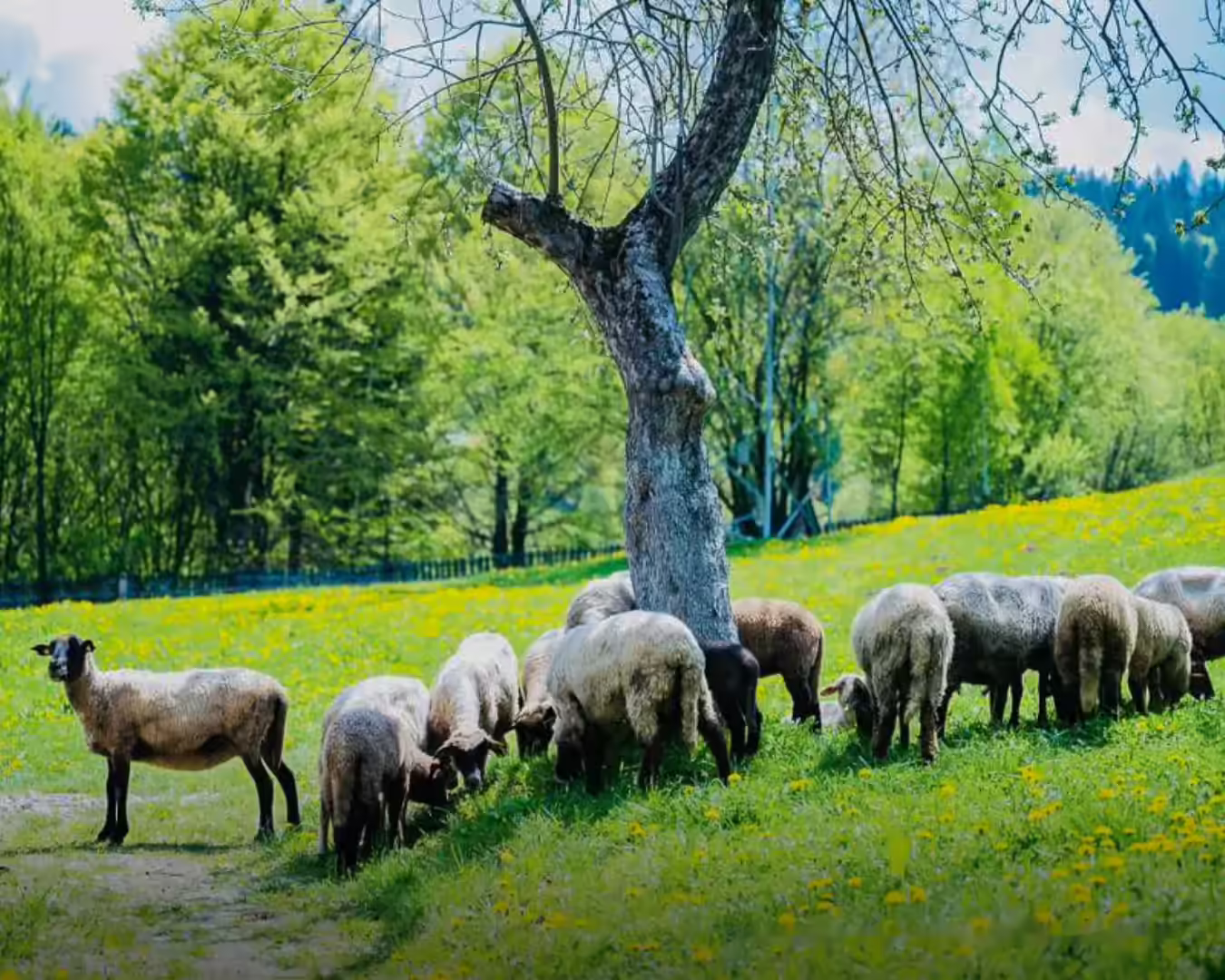 Oi la păscut pe dealurile de lângă Cabana La Bontu, Covasna Oi la păscut pe dealurile de lângă Cabana La Bontu, Covasna