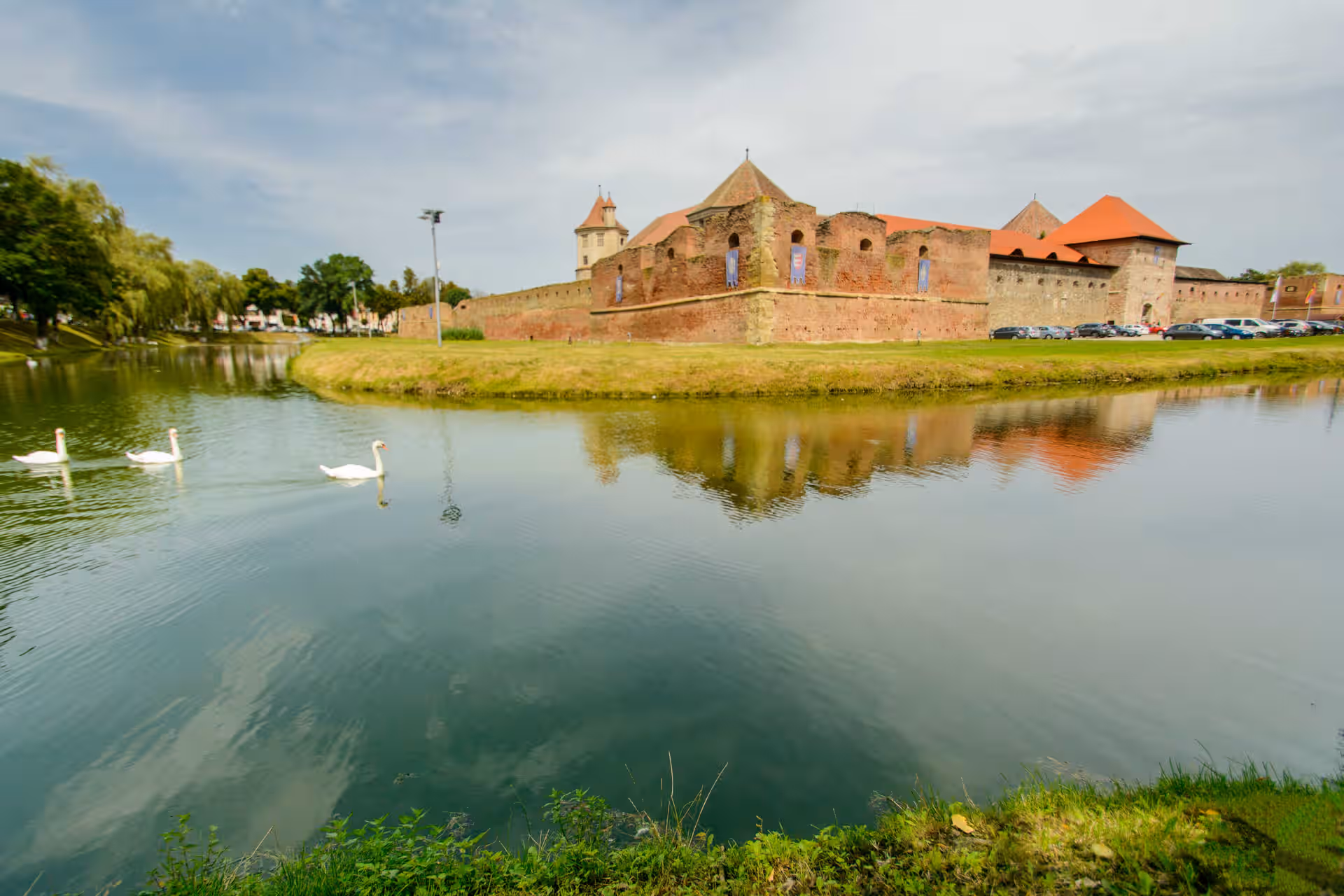 Lebede pe lacul din jurul Cetății Făgăraș Lebede pe lacul din jurul Cetății Făgăraș