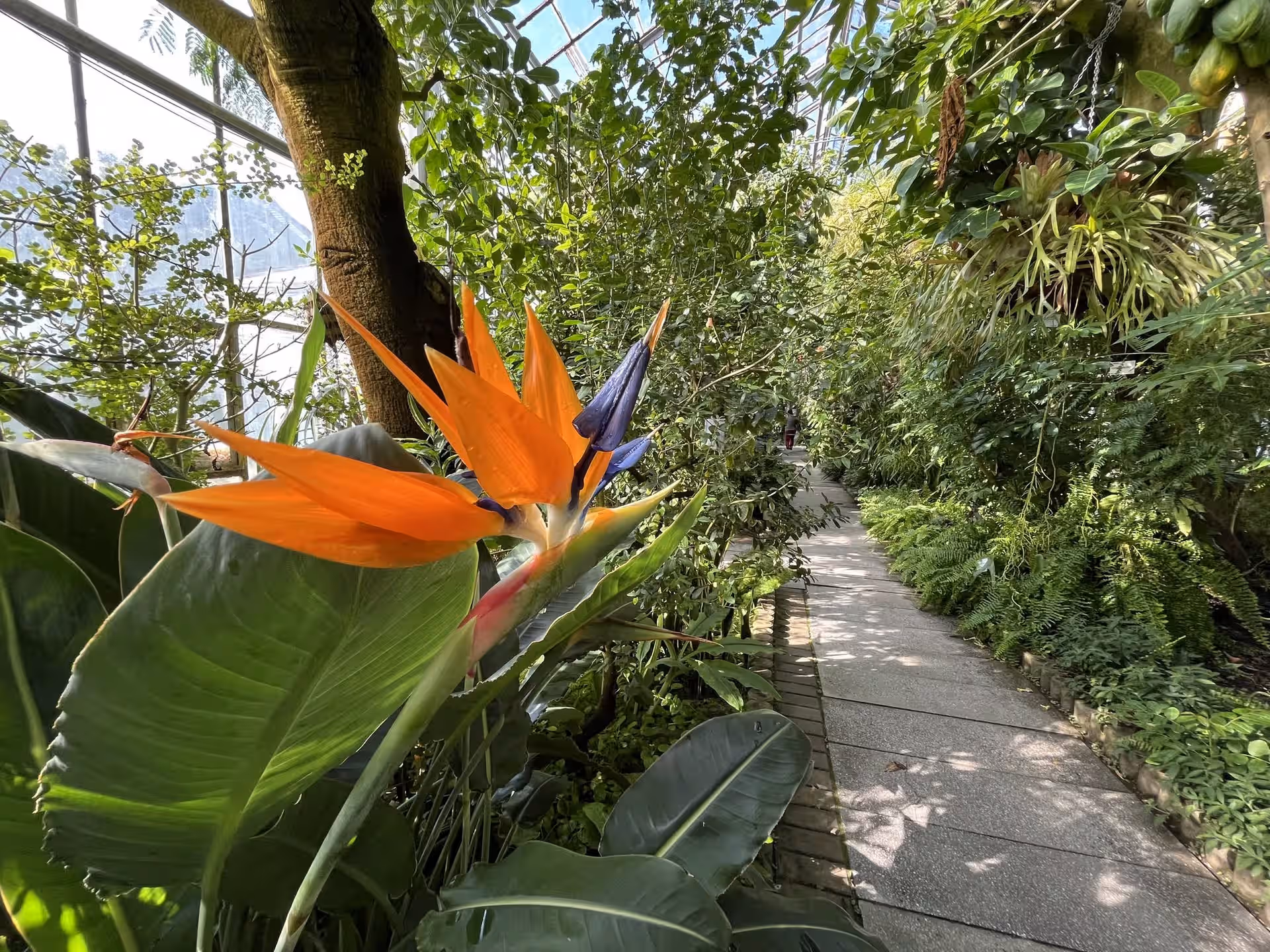 Grădina Botanică Alexandru Borza din Cluj-Napoca, România, fotografia 7
