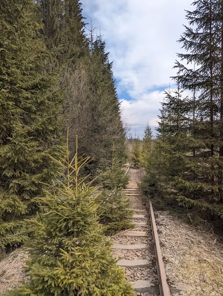 Rezervația Tinovul Mare Poiana Stampei din Poiana Stampei, România, fotografia 10