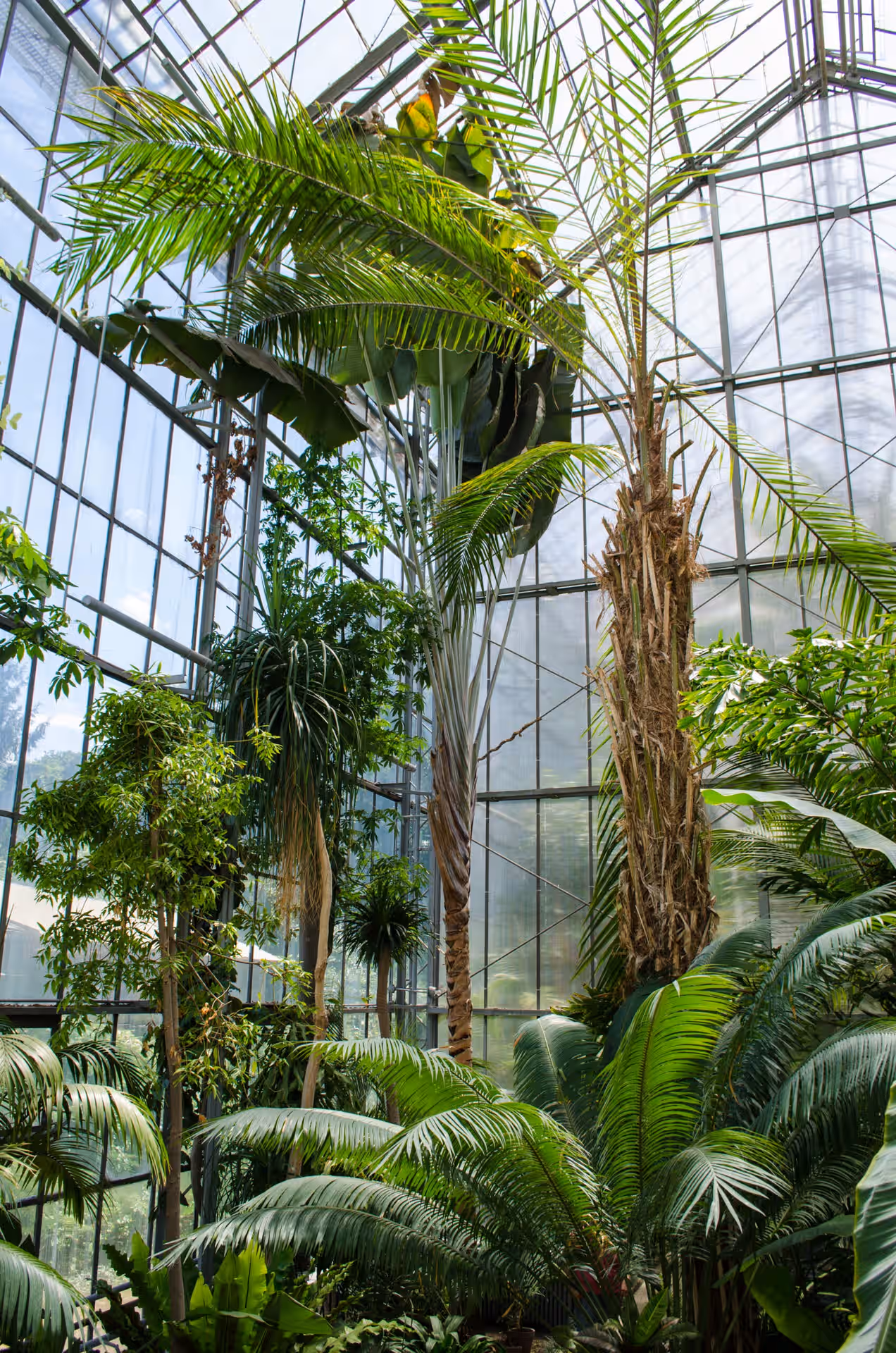 Grădina Botanică Alexandru Borza din Cluj-Napoca, România, fotografia 11