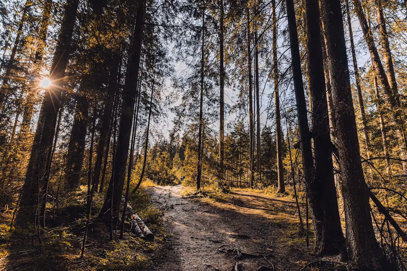 Rezervația Tinovul Mare Poiana Stampei din Poiana Stampei, România, fotografia 12