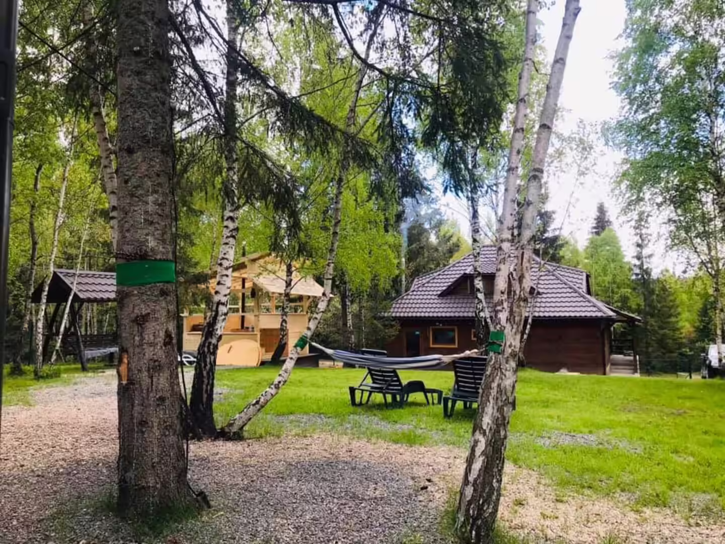 Curtea cu hamac și mesteceni la Cabana din Pădurea Beliș