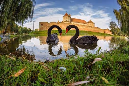 Muzeul Țării Făgărașului Valer Literat din Făgăraș, România, fotografia 4