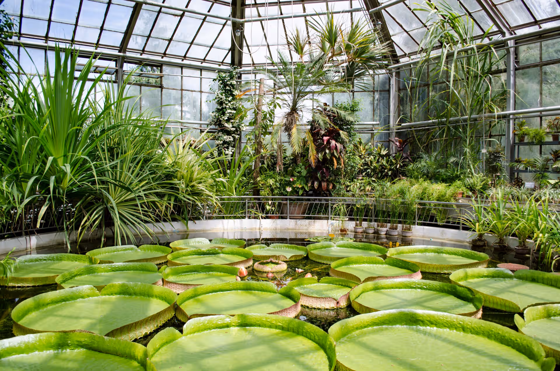 Grădina Botanică Alexandru Borza din Cluj-Napoca, România, fotografia 13