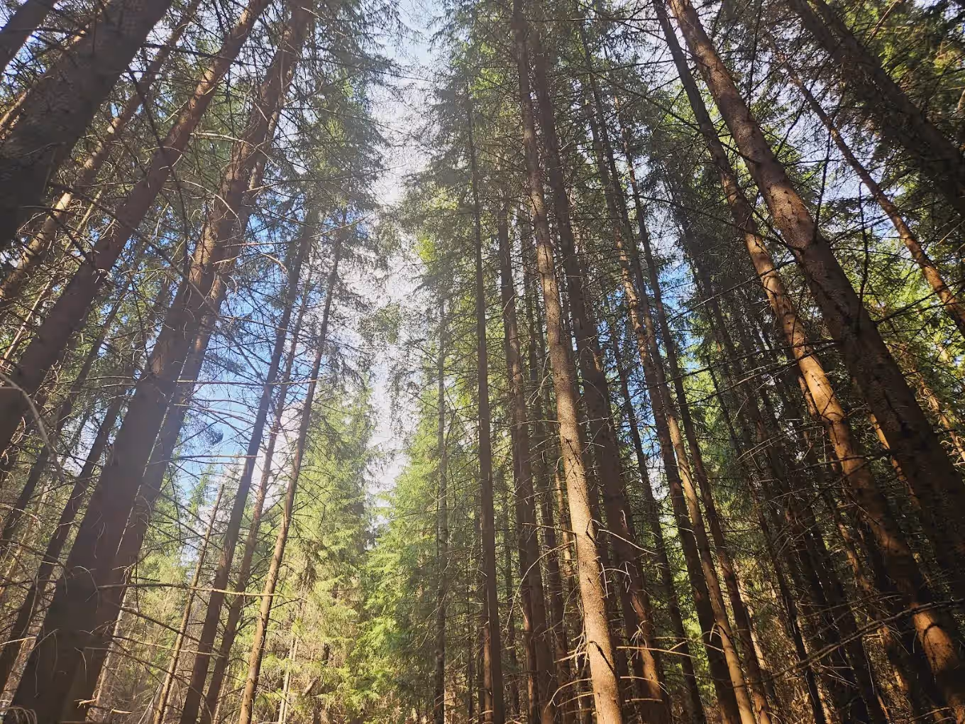 Rezervația Tinovul Mare Poiana Stampei din Poiana Stampei, România, fotografia 8
