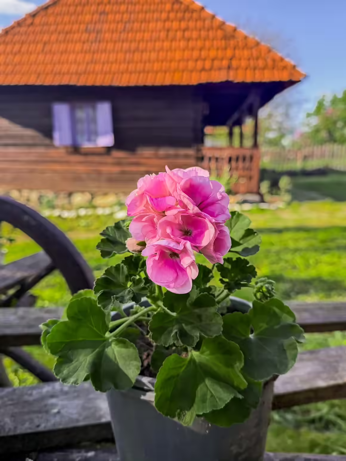 Flori în curtea Casei cu Lavandă din Valea Jiului Flori în curtea Casei cu Lavandă din Valea Jiului