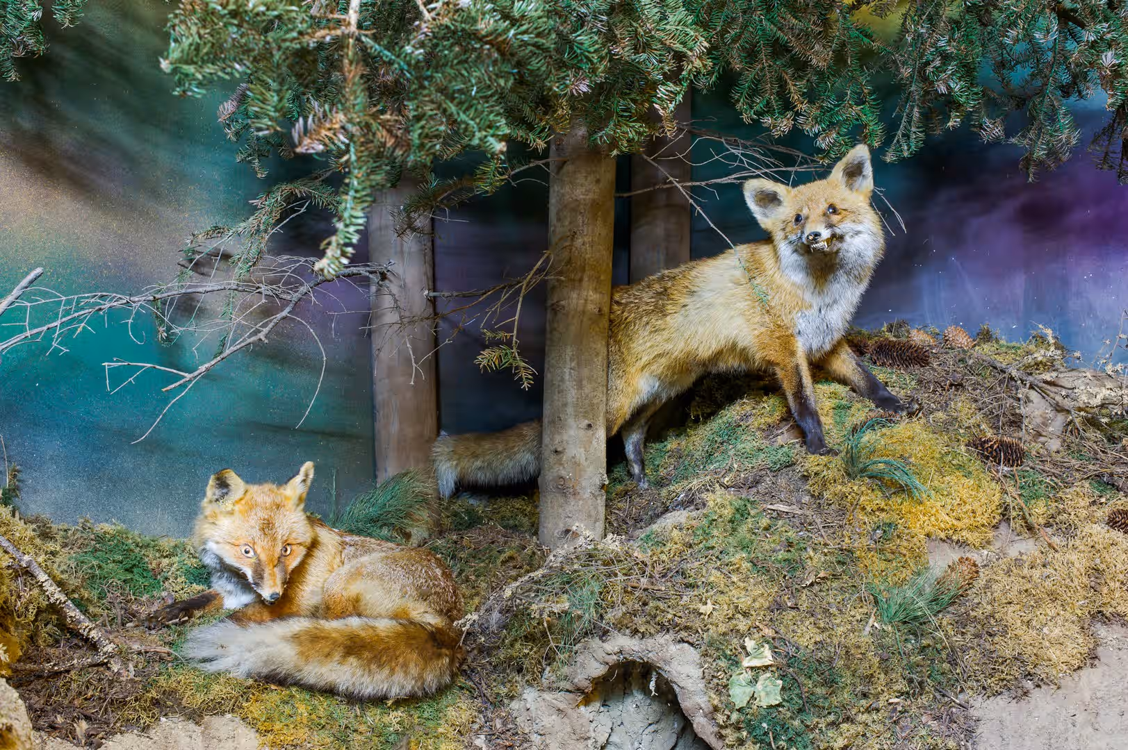 Muzeul de Științele Naturii Suceava din Suceava, România, fotografia 8