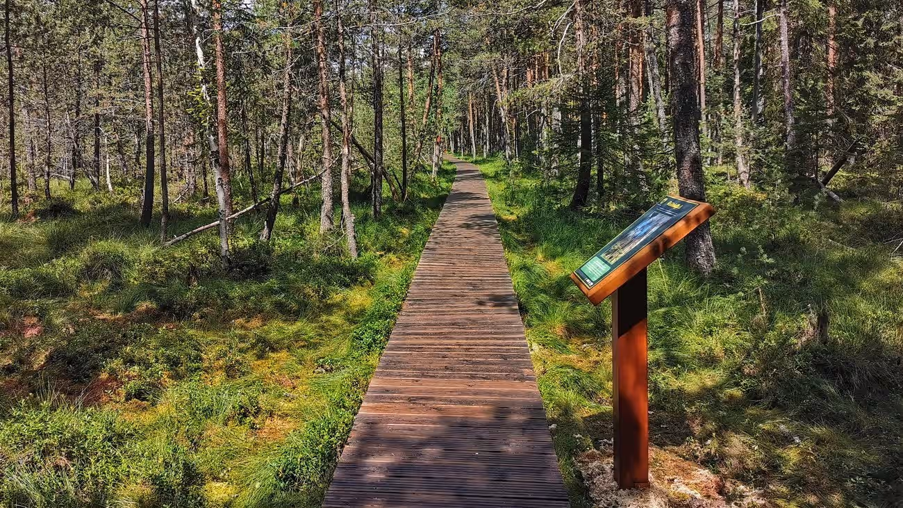Rezervația Tinovul Mare Poiana Stampei din Poiana Stampei, România, fotografia 2