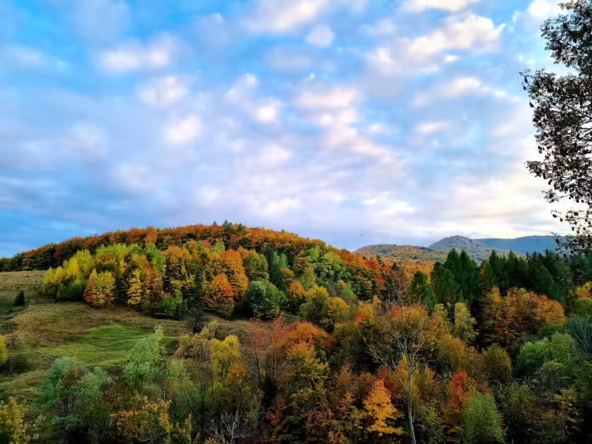 Panoramă cu pădurea de foioase în culorile toamnei la Cacica, județul Suceava Panoramă cu pădurea de foioase în culorile toamnei la Cacica, județul Suceava